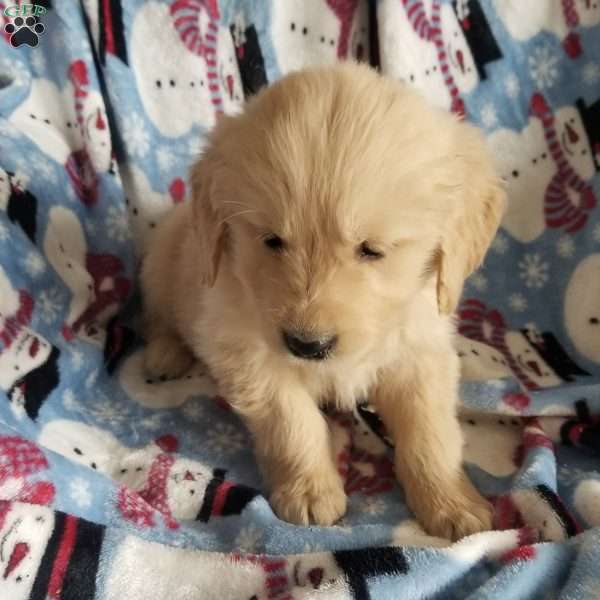 Raider, English Cream Golden Retriever Puppy